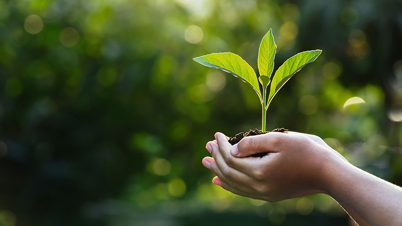 緑の自然の背景に日光の下で若い植物を保持している子供たちに手します。コンセプトエコアースデー